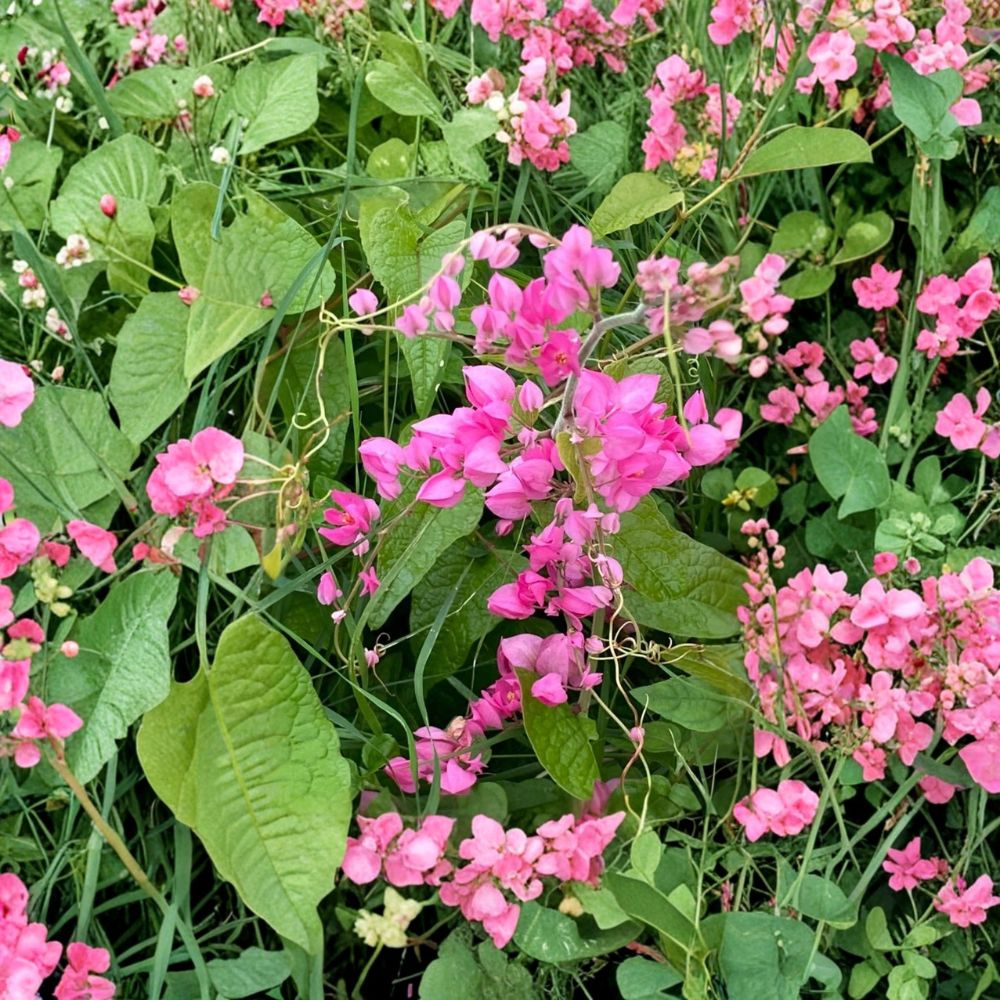 Mexican Creeper Live Plants – Antigonon leptopus | Set of 2 Rooted Starter Plants | 4–6 Inches Tall | No Pot | Fast Growing Tropical Climbing Vine