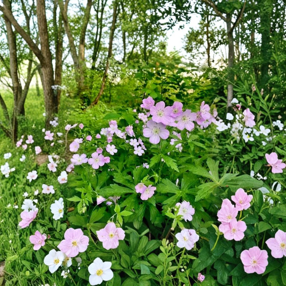Wild Geranium Bare Roots – Geranium maculatum | 10 Live Plants | Native Woodland Perennial | Shade Garden Flower | Hardy Zones 3–8
