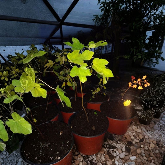 Black Mission Fig Tree – Set of 2 Live Plants | Ficus carica | 7–10 Inch Tall | Cold Hardy Edible Fig Tree | Non-GMO Garden Fruit Plant