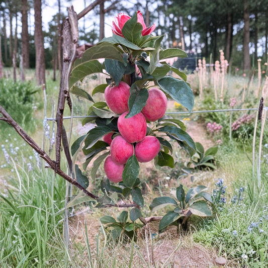 Santiam Red Gala Apple Tree – Malus domestica Live Bare Root Tree | Early Ripening Sweet Apple | Disease Resistant Gala Variety | On M7 Rootstock