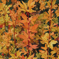 Acer palmatum ‘Winter Flame’ – Dwarf Coral Bark Japanese Maple | Red Winter Bark Tree | #1 Container Plant
