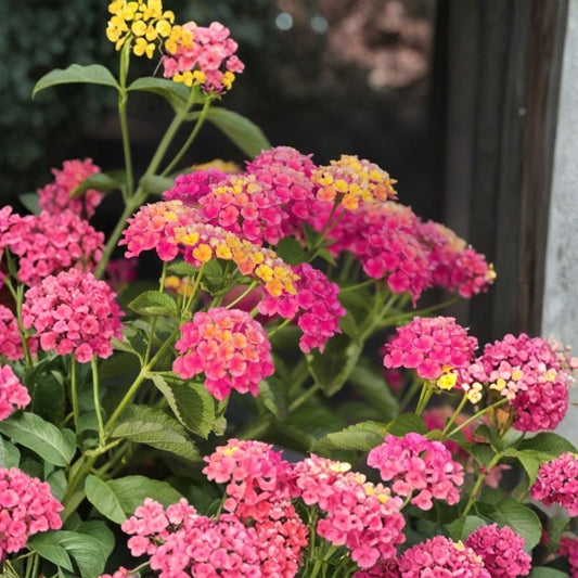 Athens Rose Lantana – 2 Live Plants | 4–6 Inches Tall | Bicolor Pink & Rose Flowers | Lantana Starter Plants | Butterfly & Hummingbird Plant | Ships Without Pot