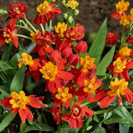 2 Red Milkweed Live Plants | Butterfly Garden Plant | Perennial Flowering Milkweed | Asclepias | Pollinator Garden Plant