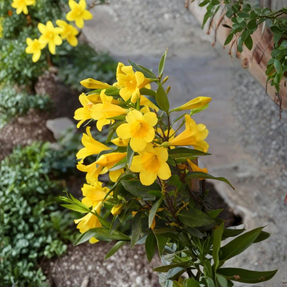 Carolina Jasmine Live Plant – Gelsemium sempervirens | 2.5" Potted Vine | Fragrant Yellow Flowers | Evergreen Climbing Plant