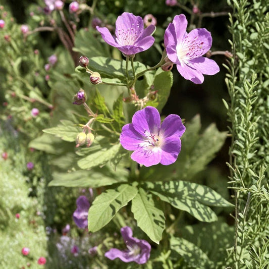 Wild Geranium Bare Roots – 2 Native Geranium maculatum Plants | Hardy Woodland Wildflower | Pollinator Friendly | Shade Garden Perennial