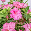Azalea ‘Royal Robe’ – Compact Evergreen Azalea | Purple Red Ruffled Blooms | #3 Container Grown Plant | Cold Hardy Dwarf Shrub