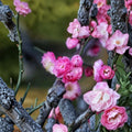 Peach-Pink Ume Tree – Prunus mume Live Flowering Apricot | Includes Nursery Pot Double Pink Blossoms | Fragrant Ornamental Tree | 桃红台阁梅花 宫粉梅花