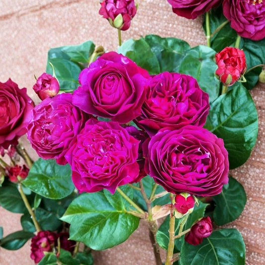 Purple Climbing Rose Live Plant – 5–7 Inch Tall | Well Rooted Rose Bush | Fragrant Flowering Climber | Trellis, Fence & Arch Garden Plant