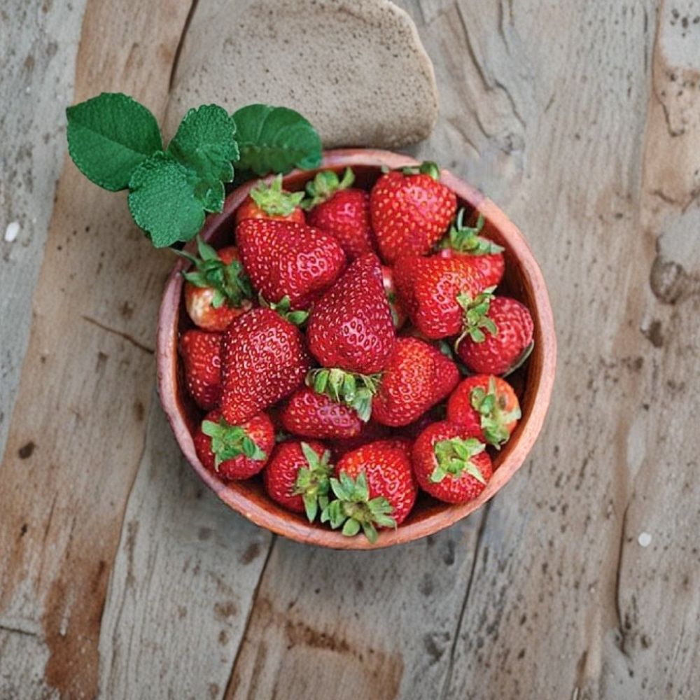 Seascape Strawberry – Live Plants | Set of 10 | Day-Neutral Strawberry | Bare Root Starter Plants | Easy to Grow