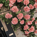 Coral Zonal Geranium Cuttings – Pelargonium | 10 Live Stem Cuttings | Bright Coral Pink Blooms | Easy to Root | Patio & Container Plant