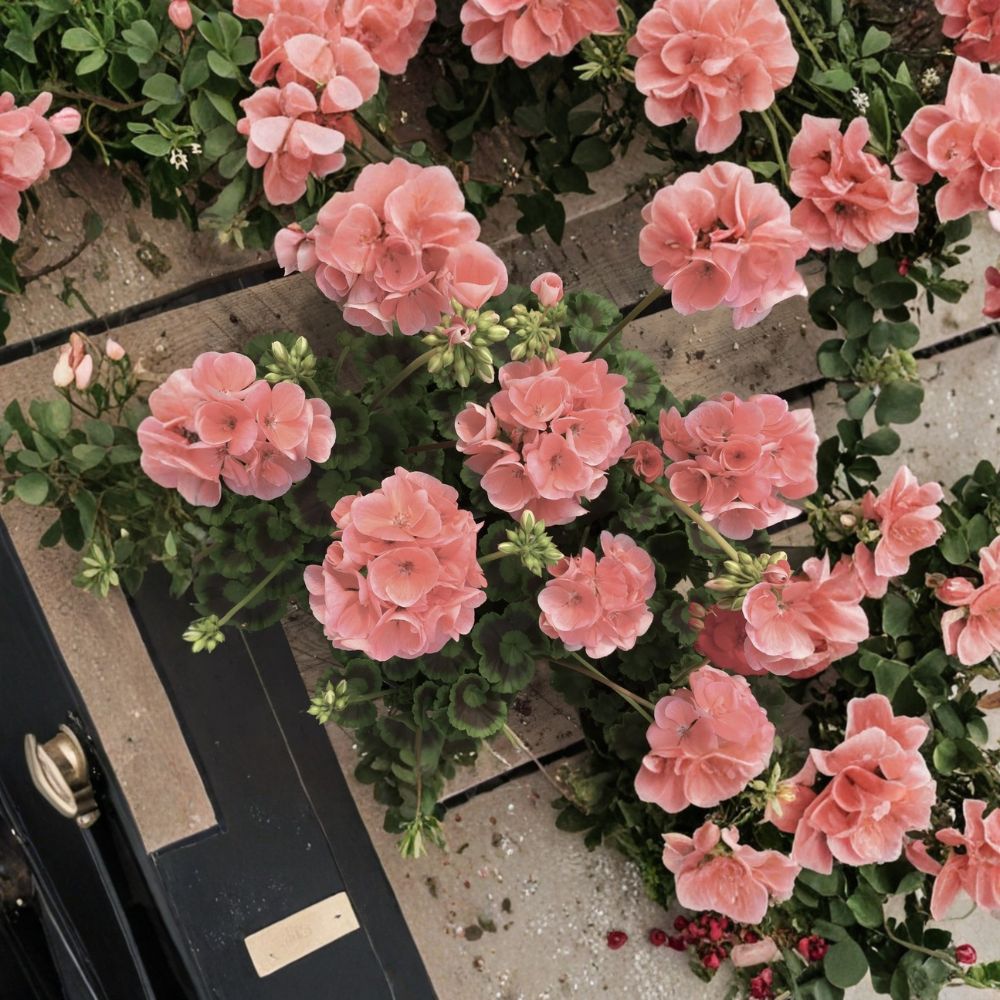 Coral Zonal Geranium Cuttings – Pelargonium | 10 Live Stem Cuttings | Bright Coral Pink Blooms | Easy to Root | Patio & Container Plant