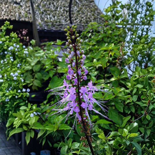 Lavender Cat Whiskers Live Plant – 4 Inch Pot | Orthosiphon aristatus | Lavender Blooms | Pollinator Garden Perennial | Well-Rooted Starter
