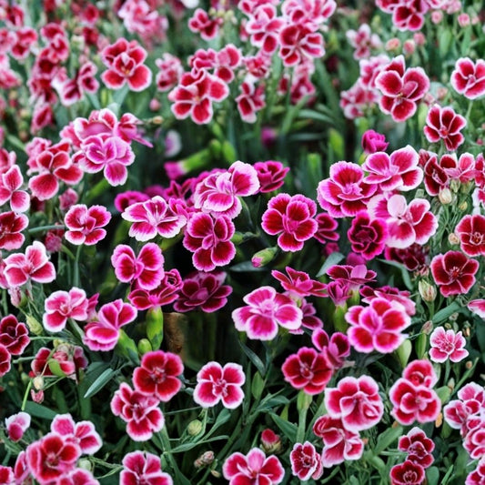 Live Dianthus Plant Pink Purple Flower | 4–8 Inch Tall | 1 Potted Plant | Fragrant Flowering Garden Plant | Patio & Container Friendly