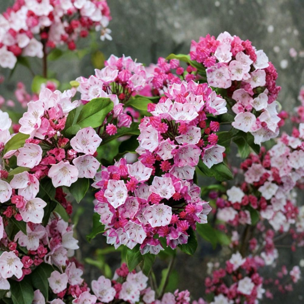 Olympic Fire Mountain Laurel – Kalmia latifolia Live Starter Plant | 4–8 Inch Well-Rooted Plant | Ships in Pot | Evergreen Flowering Shrub