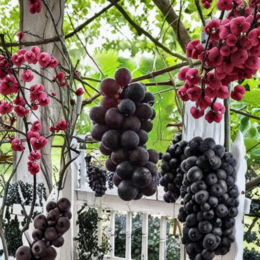 Kyoho Grape Cuttings – Vitis Live Scions | 3 Unrooted Grape Vine Cuttings | For Propagation | Concord-Type Table Grape