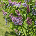 President Grevy Lilac – Live Fragrant Flowering Shrub | 1 Gallon Pot Plant | Double Blue Lavender French Lilac | Hardy Garden Lilac