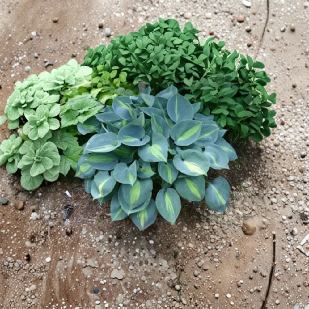 Touch of Class Hosta – Live Bare Root Shade Perennial | 4 Inch Starter Plant | Blue Variegated Hosta | Slug Resistant Foliage Plant