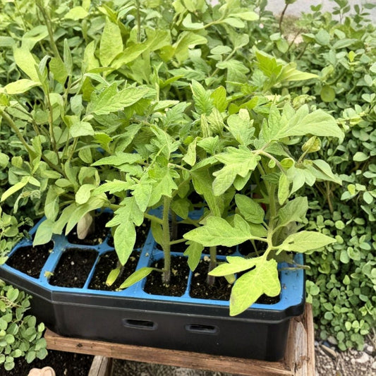 2 Celebrity Tomato Live Plants – Solanum lycopersicum | 6–10+ Inch Plants | 60+ Days Old | Established Roots | Vegetable Garden Starter | Free Shipping