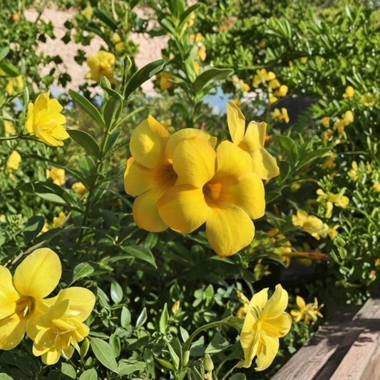 Dwarf Allamanda – 2 Live Plants | 4–6 Inches Tall | Yellow Trumpet Flowers | Tropical Flowering Shrub | Starter Plants | Patio & Container Friendly | Ships Without Pot