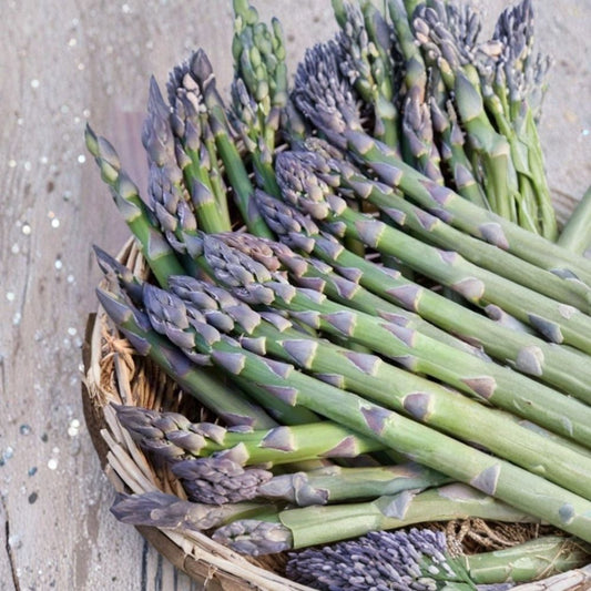 Millennium Asparagus – Asparagus officinalis Live Bare Root Crowns | Set of 5 | Cold Hardy Perennial Vegetable | High-Yield Garden Variety