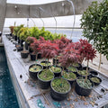 Acer palmatum dissectum ‘Red Dragon’ – Weeping Red Japanese Maple | Laceleaf Ornamental Tree | #3 Container | 20–30" Tall