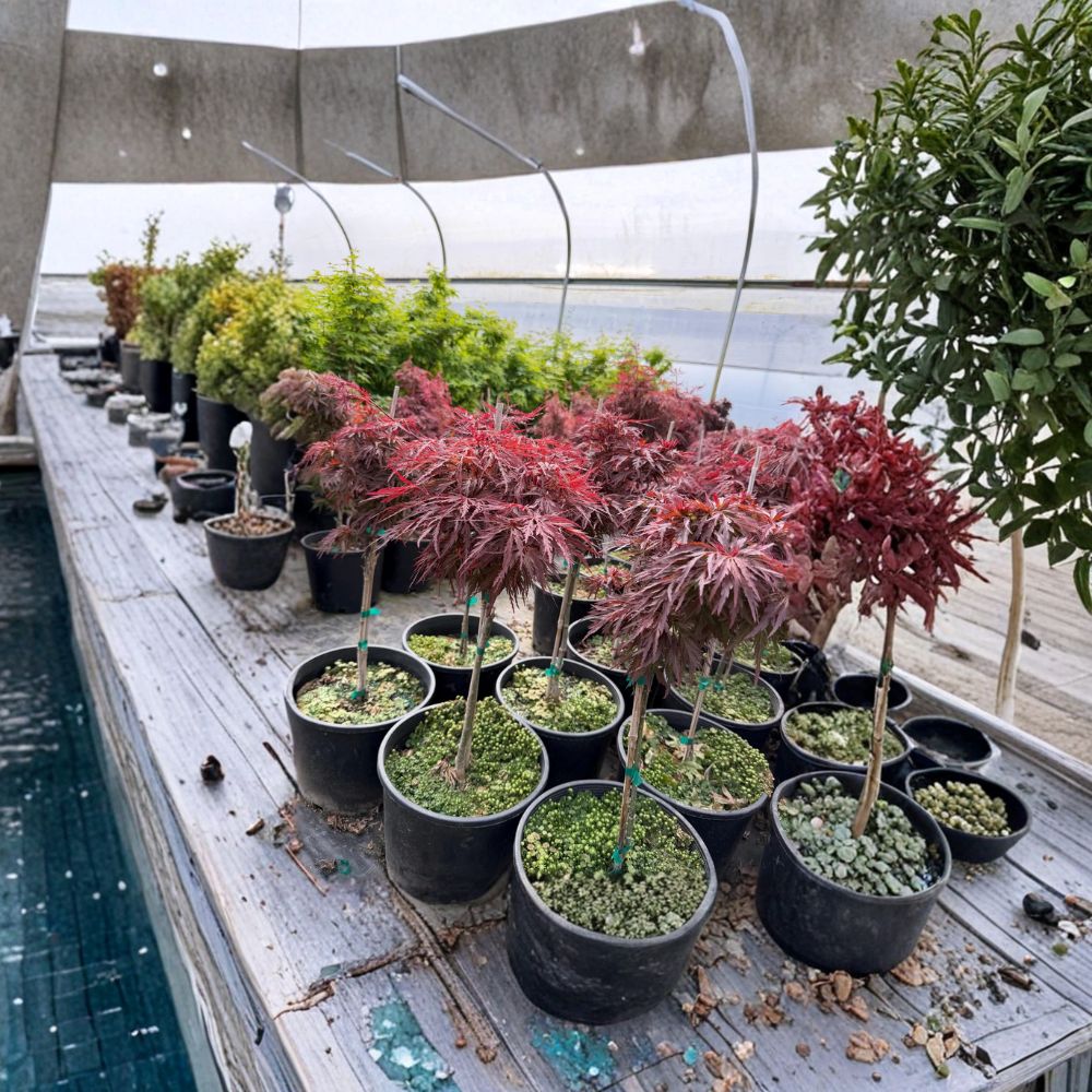Acer palmatum dissectum ‘Red Dragon’ – Weeping Red Japanese Maple | Laceleaf Ornamental Tree | #3 Container | 20–30" Tall