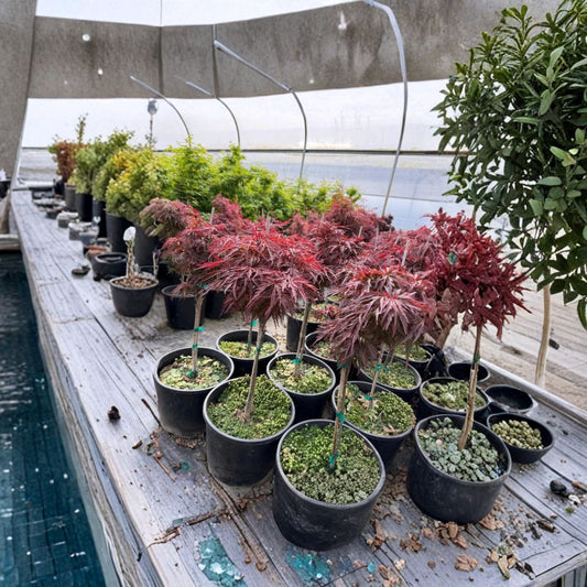 Acer palmatum dissectum ‘Red Dragon’ – Weeping Red Japanese Maple | Laceleaf Ornamental Tree | #3 Container | 20–30" Tall