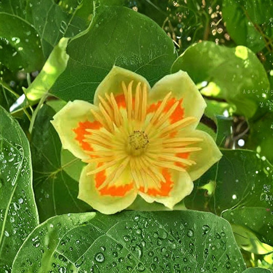 Tulip Poplar Tree – Liriodendron tulipifera Live Bare Root Tree | 12–24 Inches Tall | Fast Growing Native Shade Tree | Easy to Grow