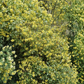 Carolina Jessamine Plants – 40 Live Gelsemium sempervirens | Yellow Jasmine Vine | 3.25" Pots | Fragrant Climbing Plant