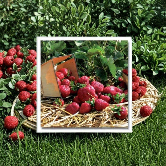 Quinault Everbearing Strawberry – Live Bare Root Plants | Set of 10 | Sweet Strawberry Variety | Ready to Plant