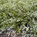 Spiraea thunbergii ‘Mellow Yellow’ Live Shrub | #3 Container Grown | 12–15 Inches Wide | Hardy to -30°F | Golden Foliage Landscape Plant