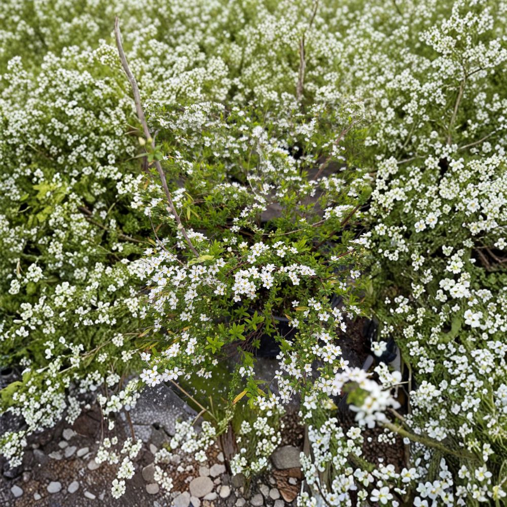 Spiraea thunbergii ‘Mellow Yellow’ Live Shrub | #3 Container Grown | 12–15 Inches Wide | Hardy to -30°F | Golden Foliage Landscape Plant