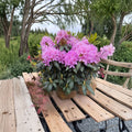 Rhododendron ‘English Roseum’ Live Evergreen Shrub | Purple Blooming Rhododendron | Fast Growing Cold Hardy Plant | Field Grown 18–21 Inches Wide