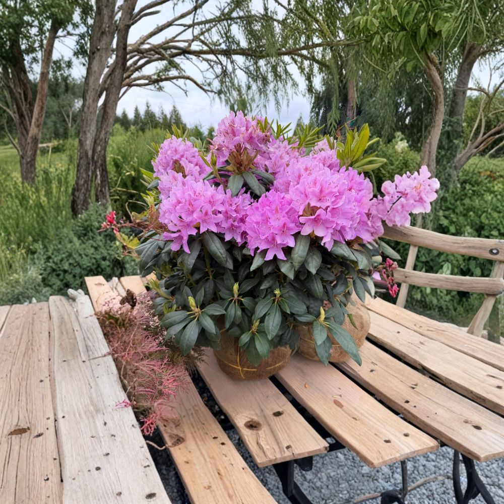 Rhododendron ‘English Roseum’ Live Evergreen Shrub | Purple Blooming Rhododendron | Fast Growing Cold Hardy Plant | Field Grown 18–21 Inches Wide