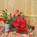 Deep Red Geranium Live Plant – Evergreen Pelargonium | Hardy Flowering Patio Plant | Container & Hanging Basket Friendly | Easy Care Red Blooms