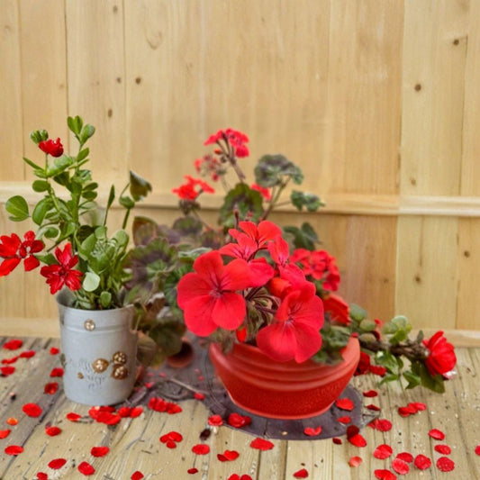 Deep Red Geranium Live Plant – Evergreen Pelargonium | Hardy Flowering Patio Plant | Container & Hanging Basket Friendly | Easy Care Red Blooms