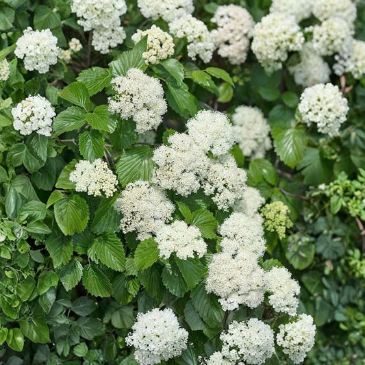 Arrowwood Viburnum – Viburnum dentatum Live Starter Plant | 12–24 Inches Tall | Bare Root Native Flowering Shrub | Wildlife Friendly