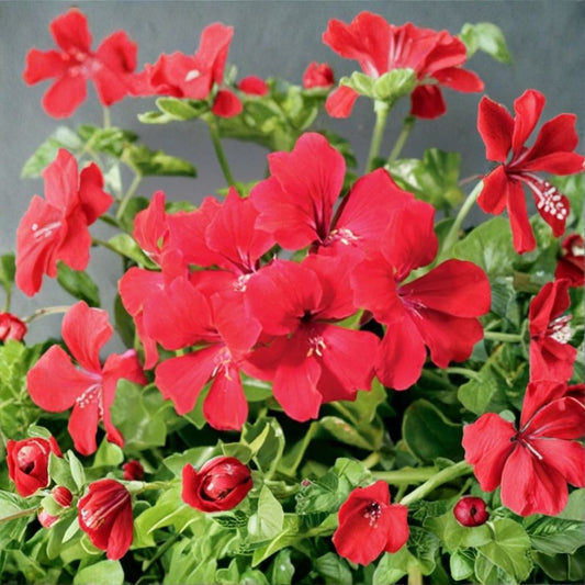 Tornado Red Geranium Seeds – Trailing Ivy Pelargonium | 15 Seeds Included | Hanging Basket Flowers | Heat Tolerant Blooms | Easy to Grow