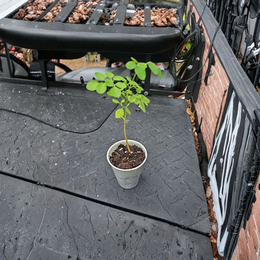 2 Pc Moringa Oleifera Live Plants 8 Inch | Tree of Life Food Forest | Rooted Moringa Starter Plants | Tropical Edible Garden
