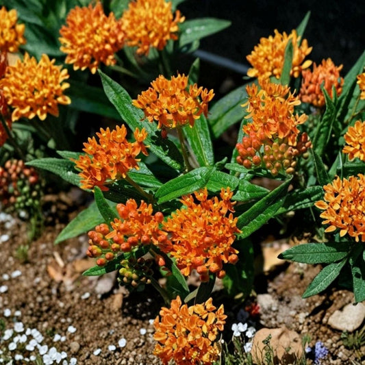 Orange Milkweed Live Plants – Set of 2 | 4–6 Inch Tall | Orange Flowering Milkweed | Butterfly Garden Plant | Perennial Pollinator Plant