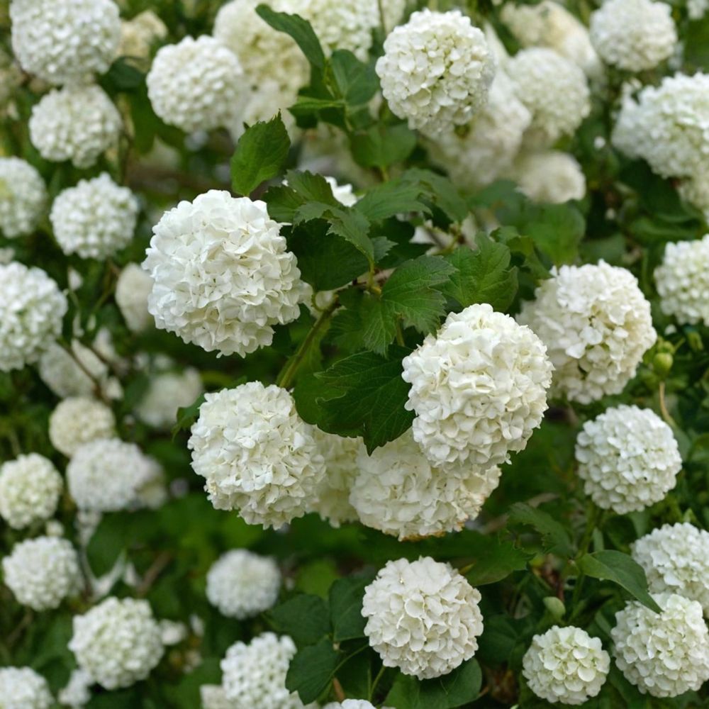 Old Fashion Snowball Viburnum – Viburnum opulus Live Plant | 6–12 Inches Tall | 4" Nursery Pot | White Flowering Shrub | Fast Growing | Easy to Grow