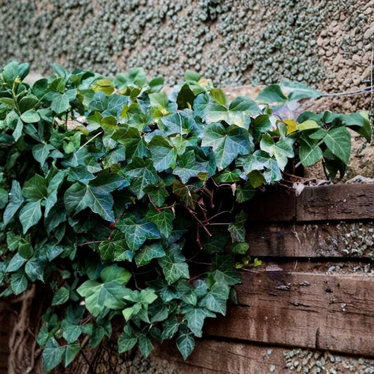 25 English Ivy Rooted Cuttings – Hedera helix Live Plants | 6–8 Inches Long | Evergreen Ground Cover | Hanging Basket Vine | Easy to Grow