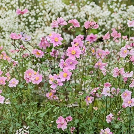 Pink Japanese Anemone – Anemone tomentosa 'Robustissima' Bare Root Live Plant | Hardy Perennial | Soft Pink Fall Blooms | 3–4 Feet Tall | Deer & Rabbit Resistant | Pollinator Friendly