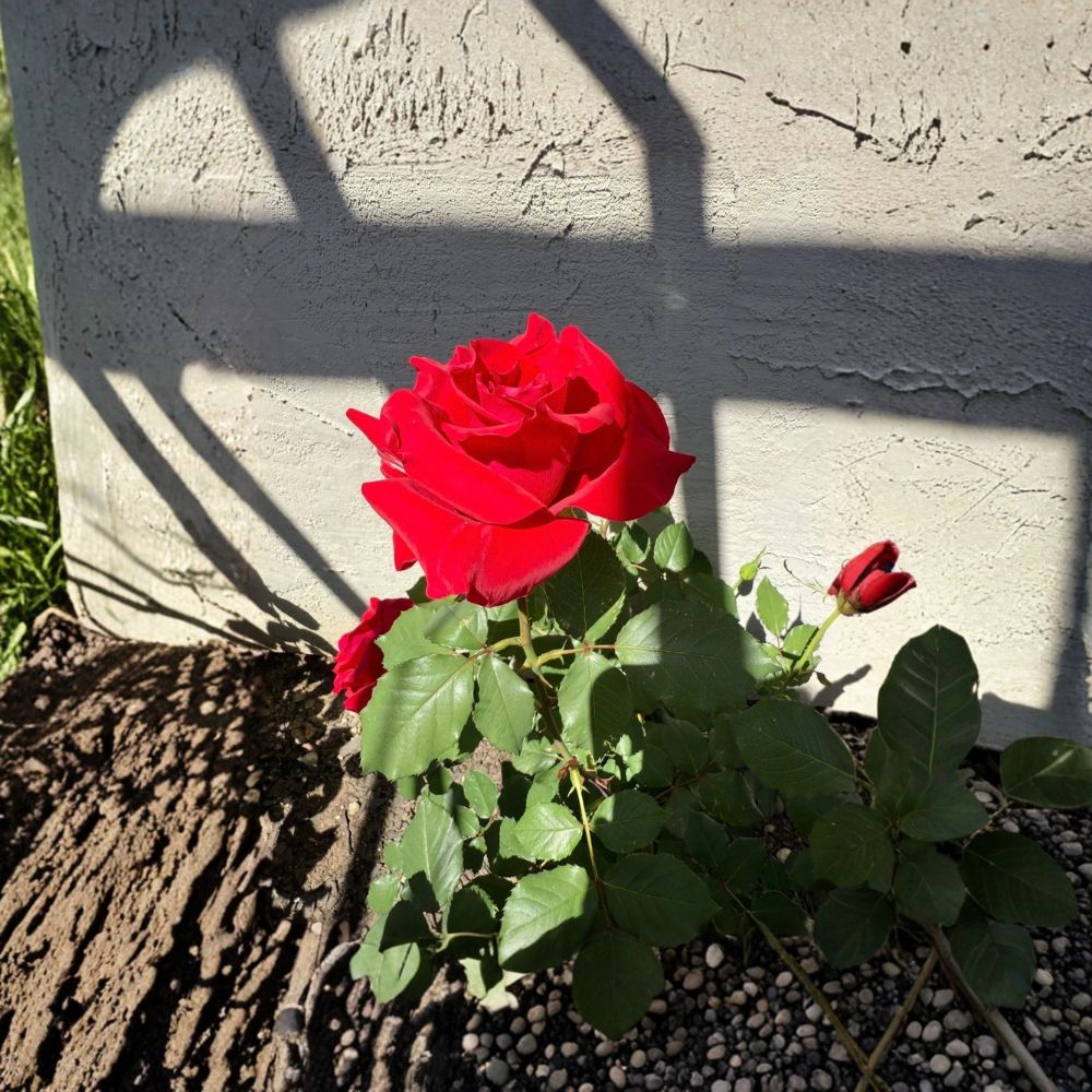 Rose Live Plant (Red Flower) – Rosa spp. Live Plant | 1–2 Feet Tall | Grow Bag Included | Ready to Transplant | Beautiful Flowering Garden Plant