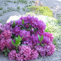 Rhododendron ‘Purple Lace’ – Evergreen Rhododendron | Frilly Deep Purple Blooms | 12–15 Inch Field Grown Plant