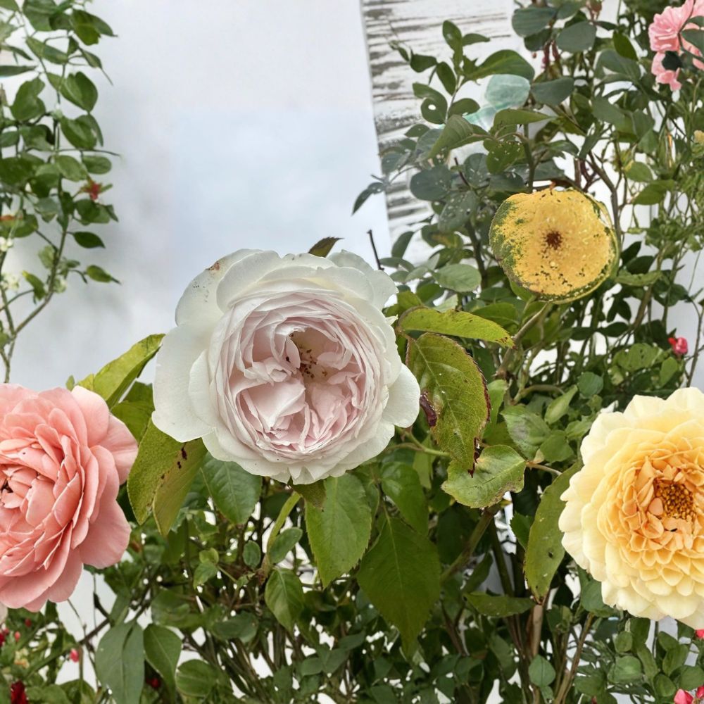 Earth Angel Rose – Rosa Hybrid Live Stem Cuttings | 6 Fresh Cuttings | No Roots | Fragrant Pink & Cream Rose | Easy Propagation