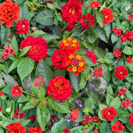 Fireworks Lantana Camara Live Plants – Set of 2 | 4–6 Inch Tall | Colorful Flowering Plant | Pollinator Friendly | Ships Without Pot