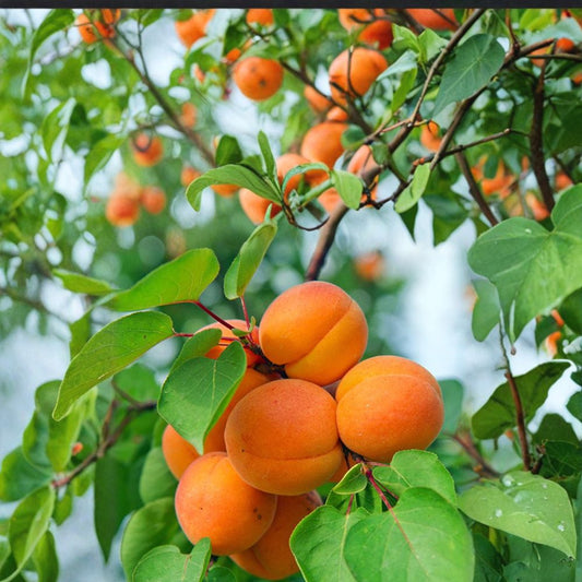 Nugget Apricot Tree – Prunus armeniaca Live Bare Root Tree | 3 Feet Tall | Early Sweet Freestone Apricot | Self-Fruitful Fruit Tree