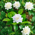 August Beauty Gardenia Live Plant – 12–16" Tall | Gardenia jasminoides | Fragrant White Blooms | Outdoor or Patio Plant