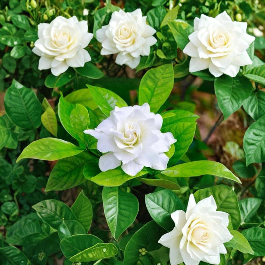 August Beauty Gardenia Live Plant – 12–16" Tall | Gardenia jasminoides | Fragrant White Blooms | Outdoor or Patio Plant